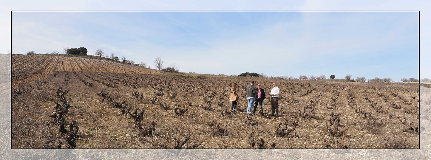 Piedras de San Pedro - Huippuviinejä Ribera del Duerosta